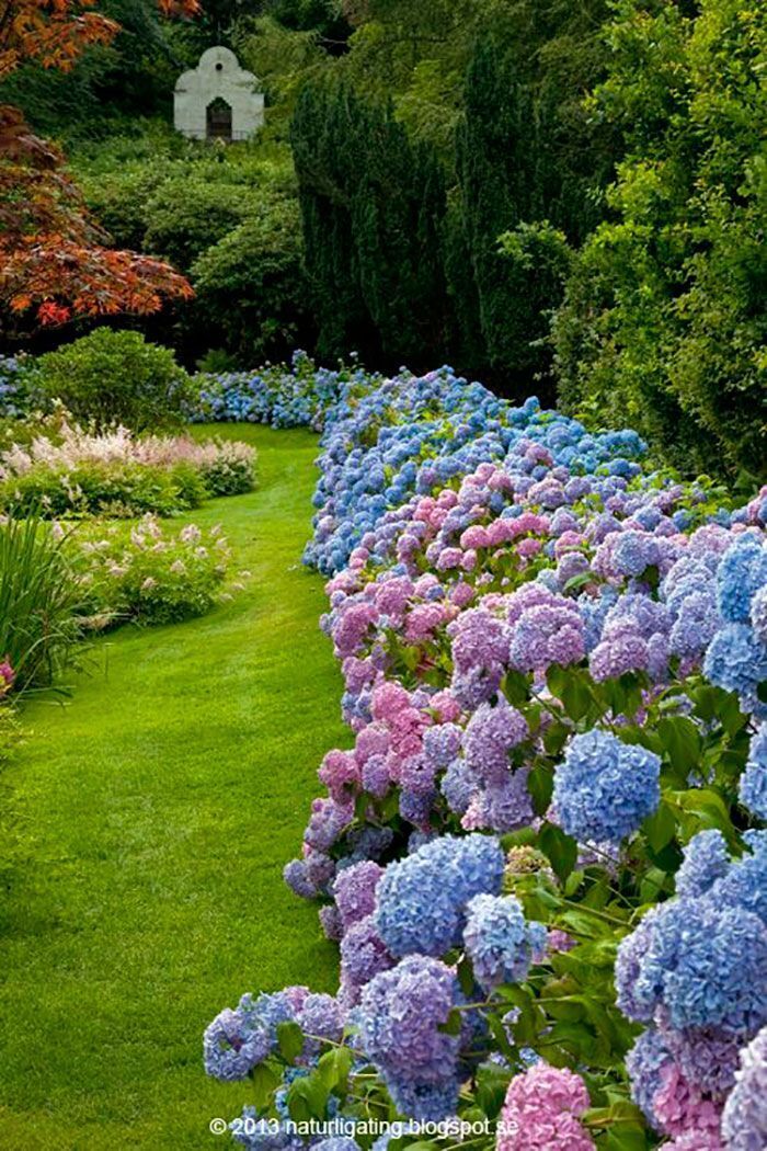 Hydrangea Fest Garden Tours