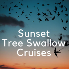 Sunset Tree Swallow Cruise without Train