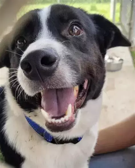 August 9, 2025 Dog Days of Summer(and Cat) at AuGlaize Village