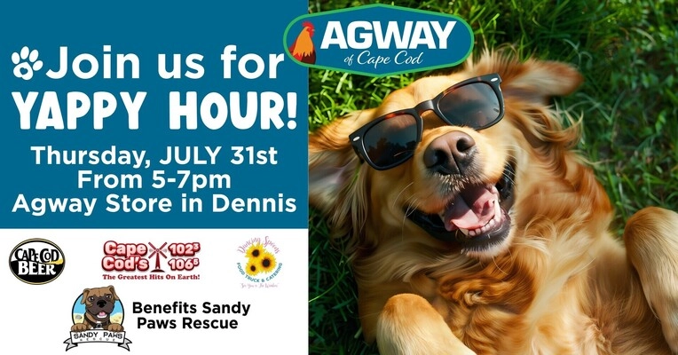 Cat Shelter Sandy Animal Shelter Yappy Hour To Benefit Sandy Paws