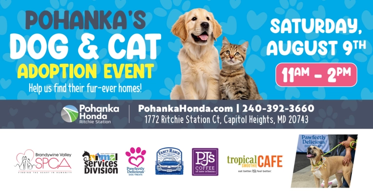 Cat Adoption Events: Find Your Perfect Feline Friend Today!
