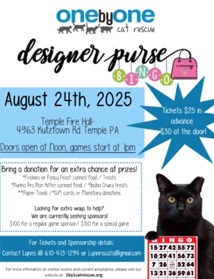 Cats Temple Dog Pound Pet Adoption 24 Hour Cat Rescue Near Me WFMZ