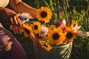 Flower Picking: Sunflowers, zinnias and more August 2025