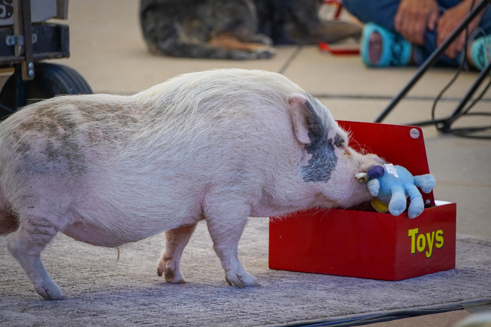 Lakewood Cider Days - Tickets on sale Aug 7! - Lakewood Cider Days - Tickets on sale Aug 7!