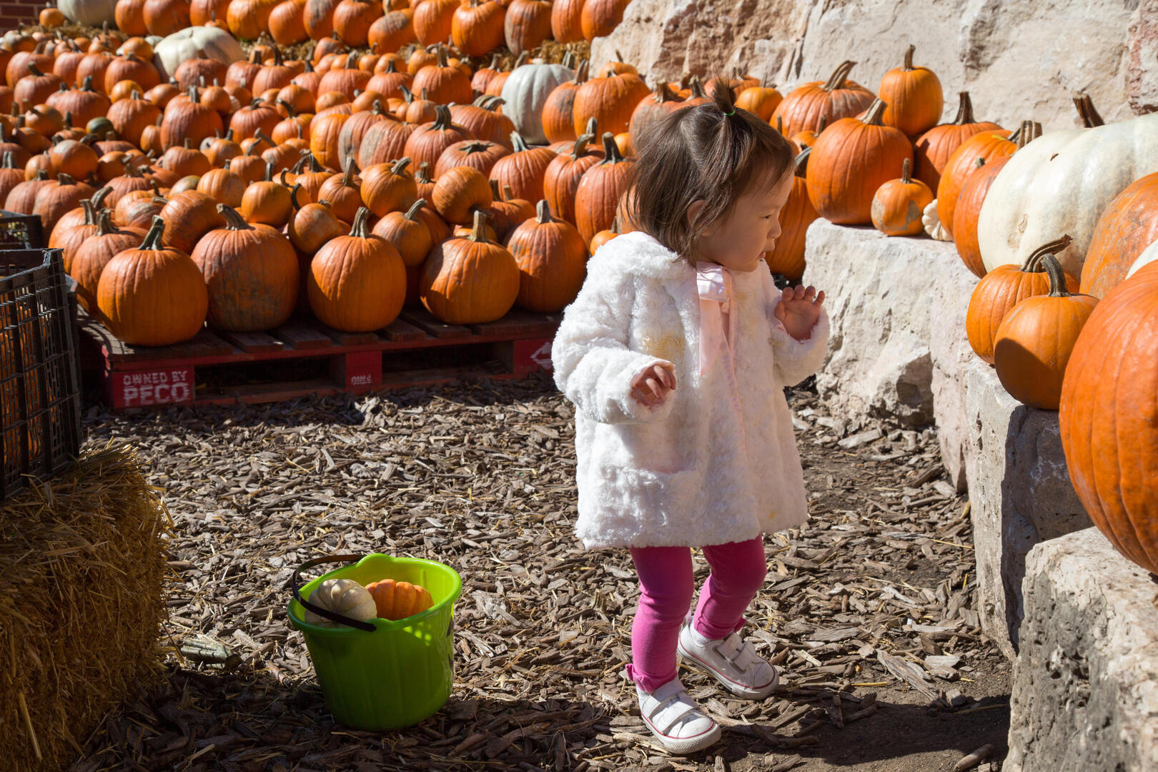 Fall Fest at Lincoln Park Zoo - Fall Fest at Lincoln Park Zoo
