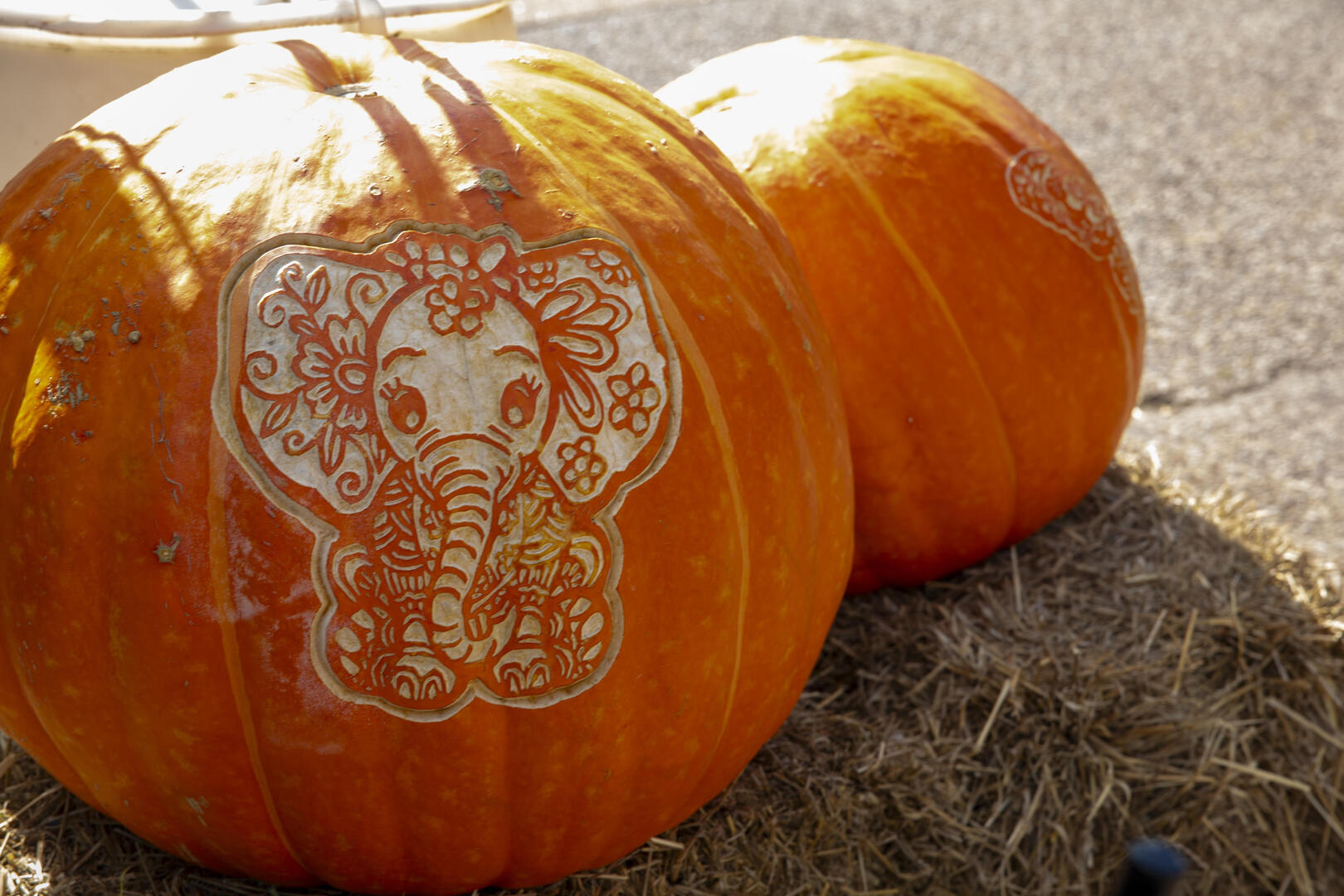 Fall Fest at Lincoln Park Zoo - Fall Fest at Lincoln Park Zoo