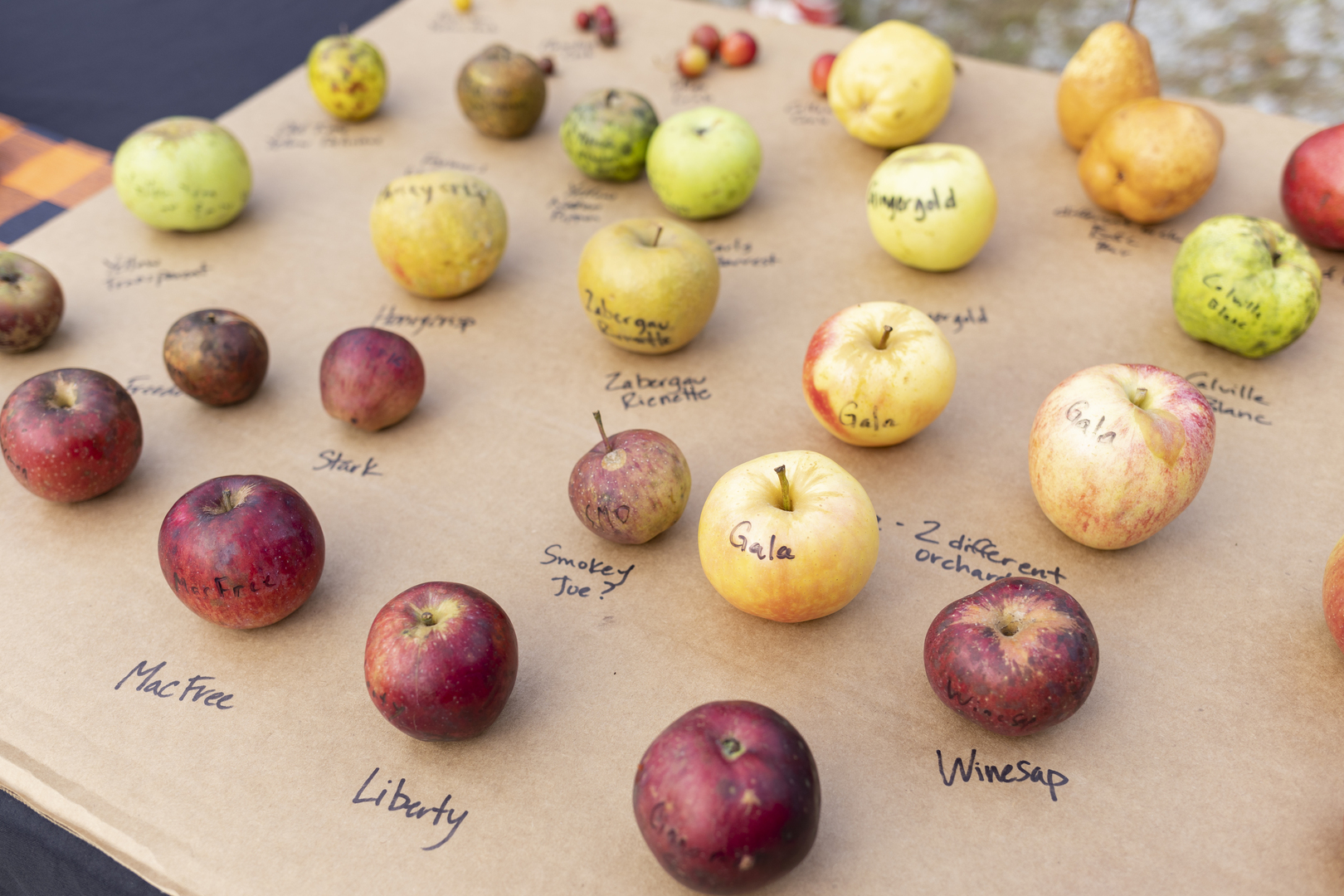 7th Annual Apple Fest with Live Apple Pressing