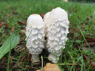 Foraging Courses at Tilgate Park, W.Sussex.