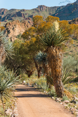 Beat the Heat at Boyce Thompson Arboretum