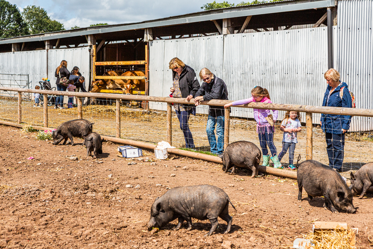 Animal Sanctuary Open Day - Animal Sanctuary Open Day