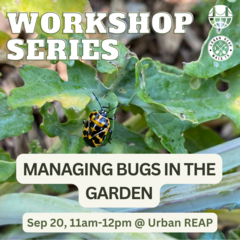 Urban REAP Workshop Series: Managing Bugs in your Garden