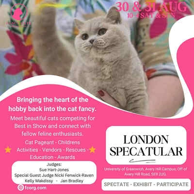 Fancy Cats Organisation London News Shopper Events