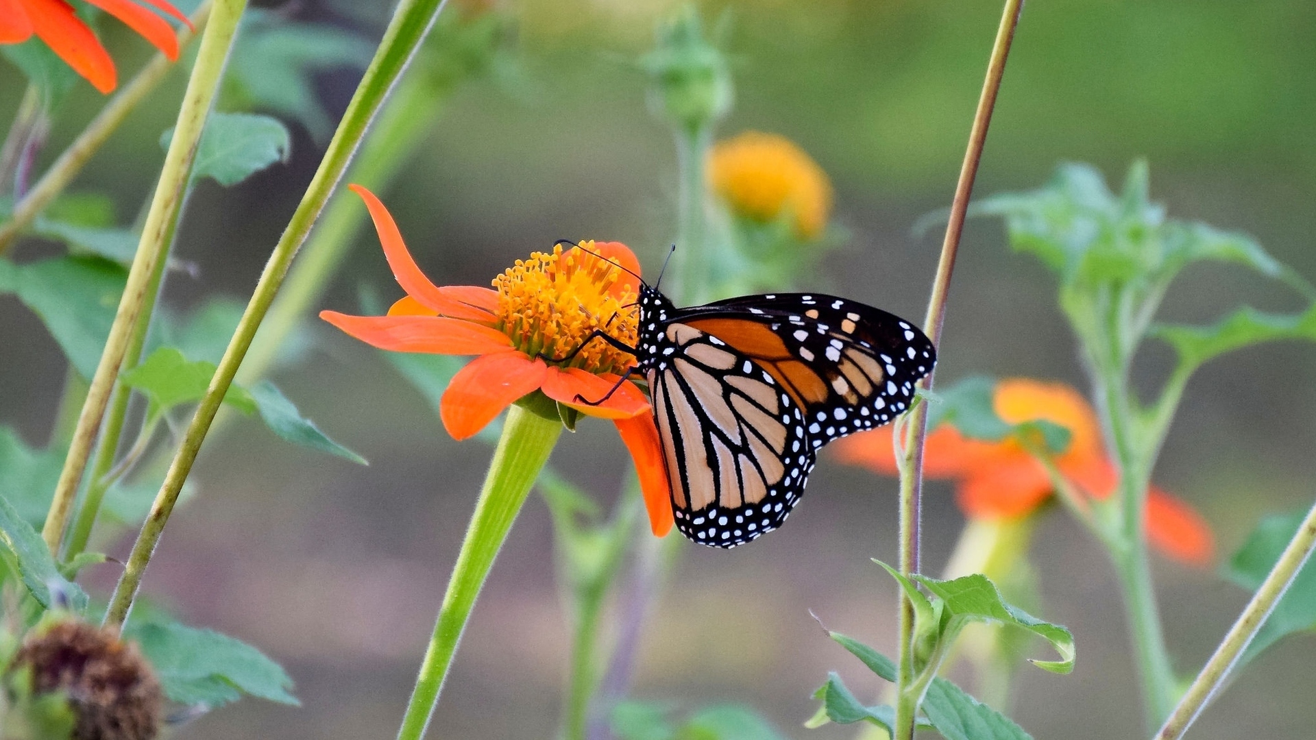 4th Annual Monarch Festival