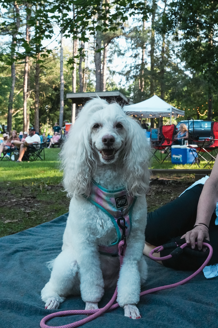 Echos in the Pines: Summer Campout Series - Echos in the Pines: Summer Campout Series