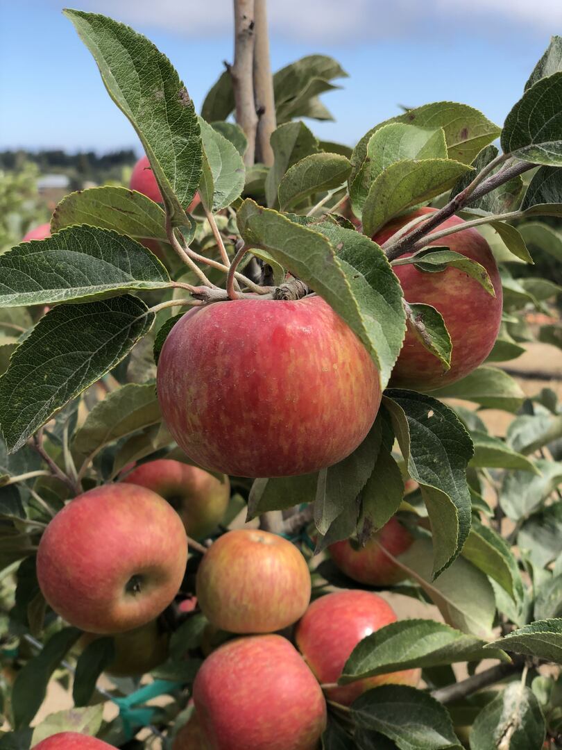 Pink Apple Pizza Party featuring Chef Nicolaus Balla - Pink Apple Pizza Party featuring Chef Nicolaus Balla