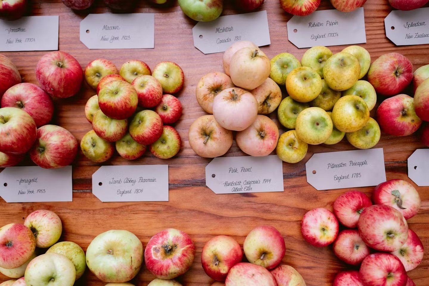 Fourth Annual Heirloom Apple Festival at Gold Ridge Organic Farms