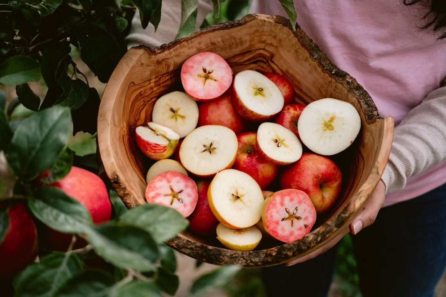 Fourth Annual Heirloom Apple Festival at Gold Ridge Organic Farms - Fourth Annual Heirloom Apple Festival at Gold Ridge Organic Farms