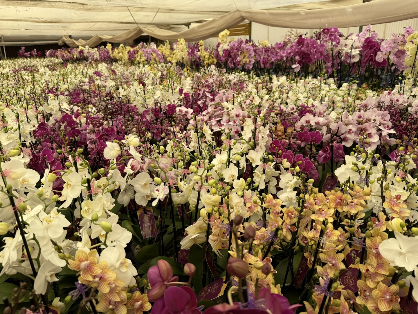 30th annual Morongo Basin Orchid Festival - 30th annual Morongo Basin Orchid Festival