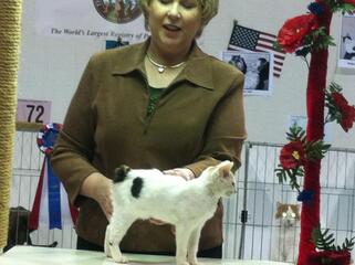 87th Annual Cotton States CFA Championship & Household Pet Cat Show