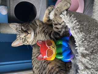 Paint with Cats