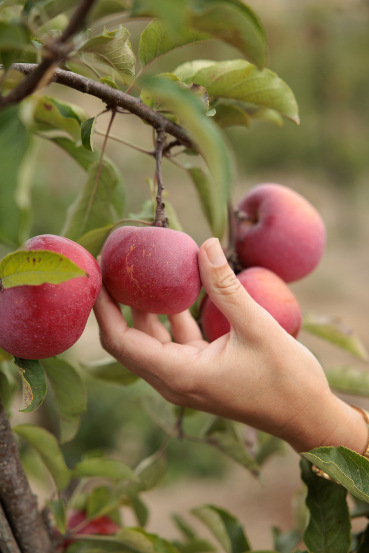 Honeycrisp Apple U-Pick at Gold Ridge Organic Farms - Honeycrisp Apple U-Pick at Gold Ridge Organic Farms
