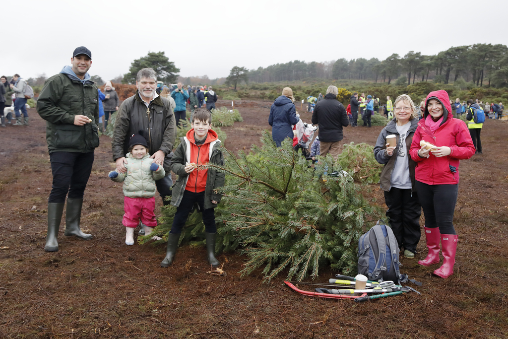 Dorset Christmas Festival: Pull a Pine at RSPB Arne