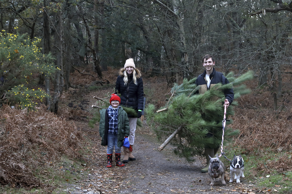 Dorset Christmas Festival: Pull a Pine at RSPB Arne - Dorset Christmas Festival: Pull a Pine at RSPB Arne