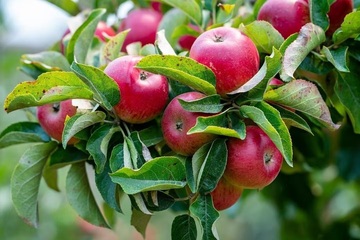 Apple U-Pick & Pizza Party - Farm Trails Fall Tour
