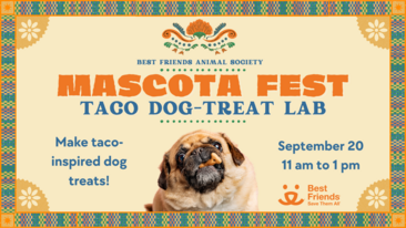 Mascota Fest: Taco-themed Dog-Treat Lab