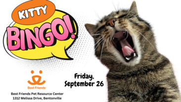 Kitty Bingo