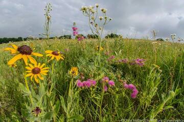 Native grass and wildflower seeds for free!