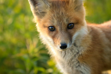 Wildlife with Cari