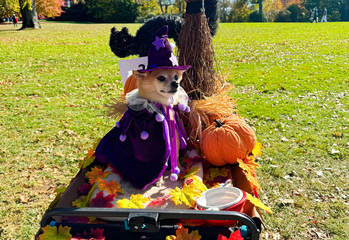 Fall Dog Parade & Costume Contest!