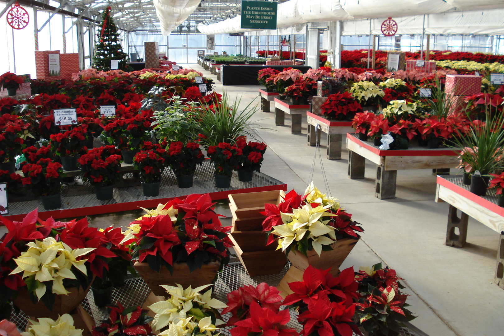 Poinsettia Festival