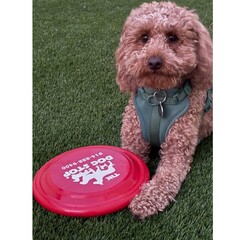 The Dog Stop Mamaroneck Grand Opening Celebration