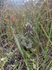 Our Wild Watershed- An Intro to Spiders: Biology, Culture and CA with Amin Al-Jamal