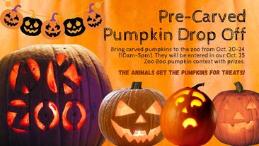 Great Alaska Zoo Pre-carved Pumpkin Drop Off