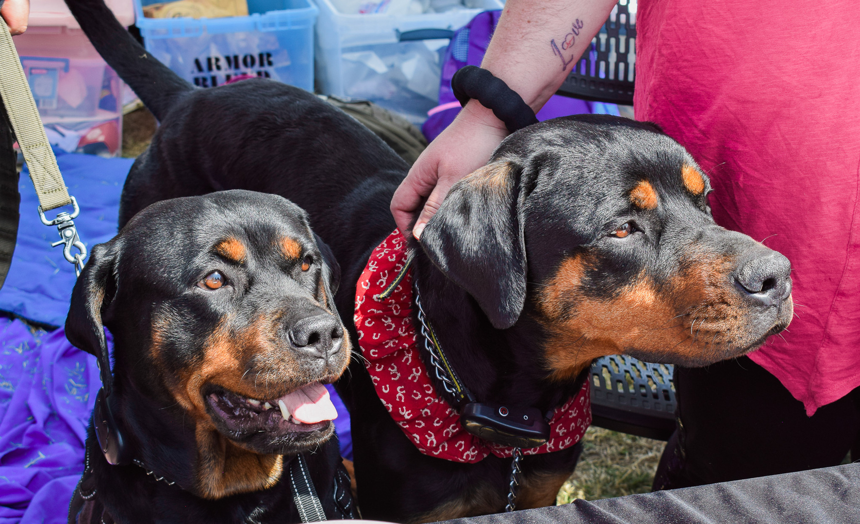 16th Annual Doggie Street Festival & Adopt-A-Thon San Diego - 16th Annual Doggie Street Festival & Adopt-A-Thon San Diego