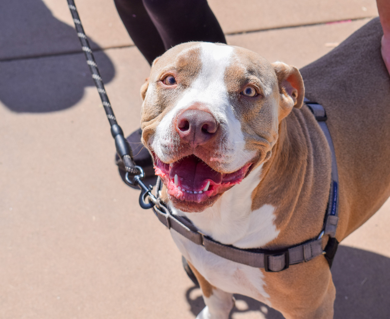 16th Annual Doggie Street Festival & Adopt-A-Thon San Diego - 16th Annual Doggie Street Festival & Adopt-A-Thon San Diego