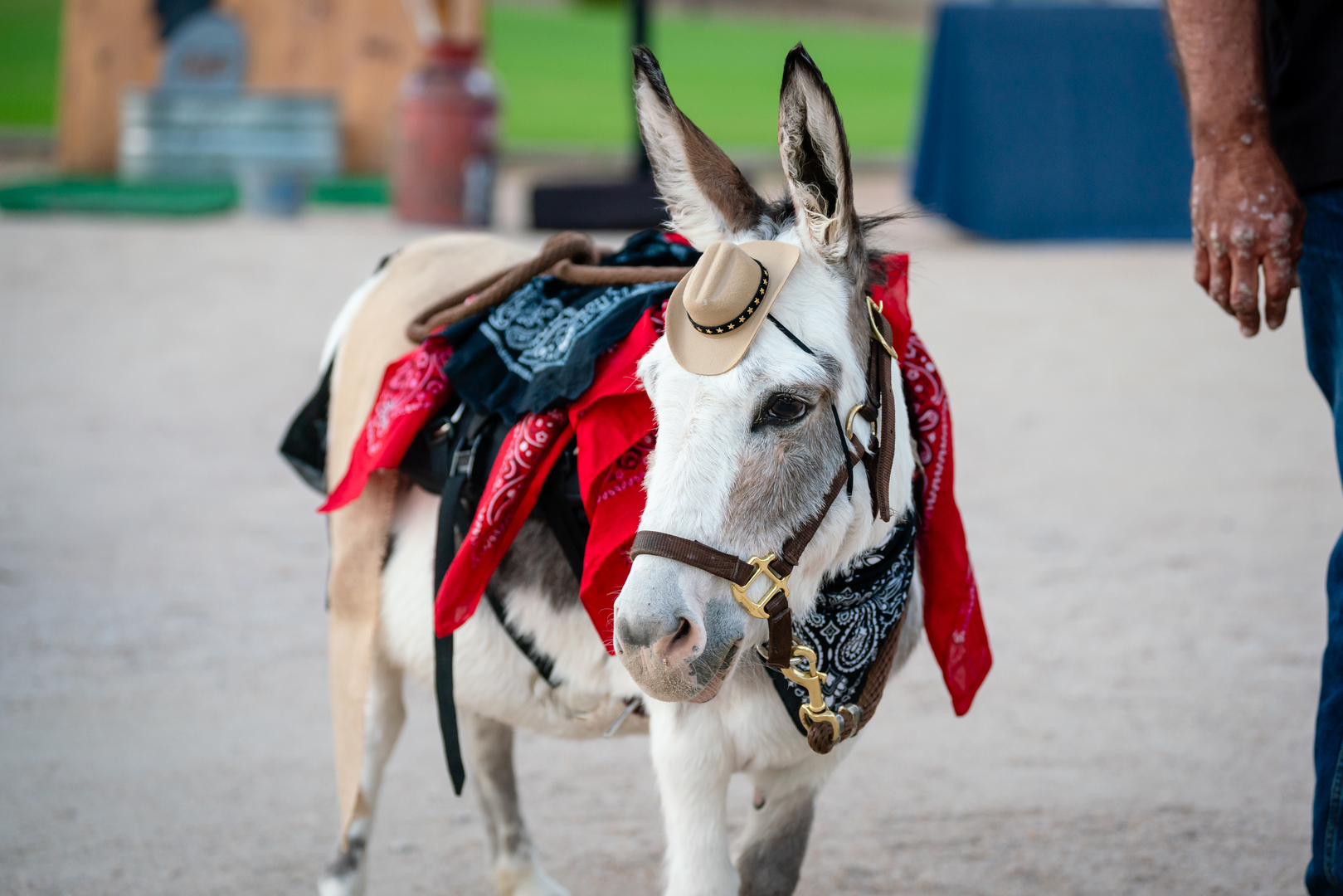 Phoenician Fall Fest - Phoenician Fall Fest