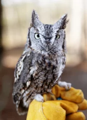 Connecticut Magazine Events Owls of CT