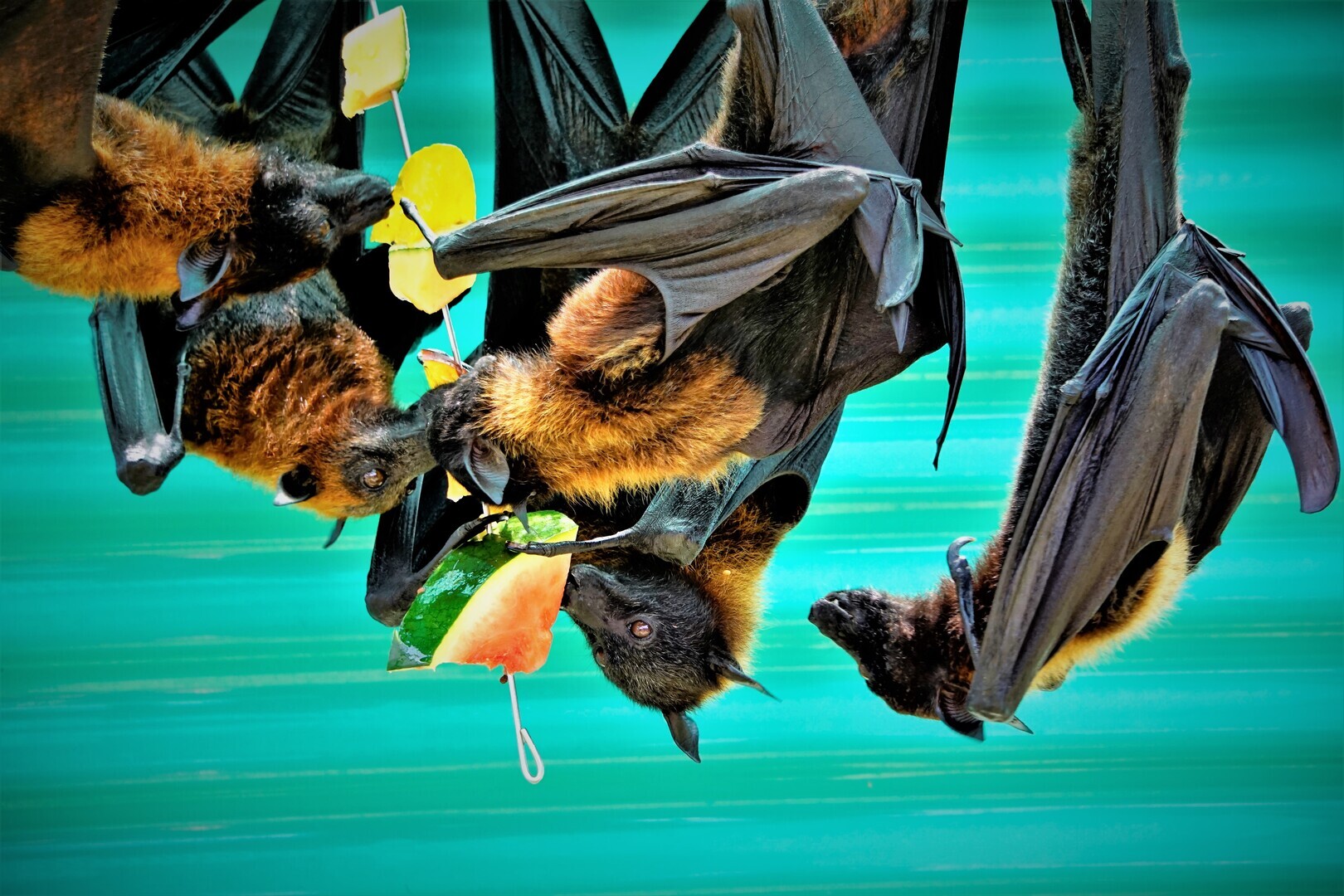 Florida Bat Festival 2026 - Florida Bat Festival 2026