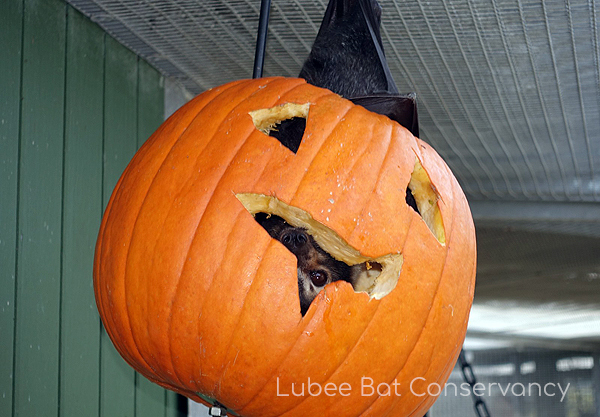 Florida Bat Festival 2026 - Florida Bat Festival 2026