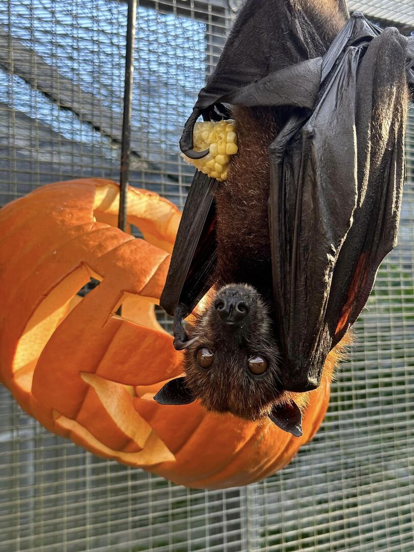 Florida Bat Festival 2026 - Florida Bat Festival 2026