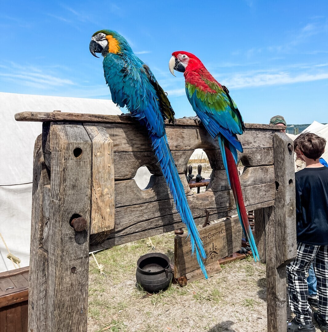 Pirates Invade Yorktown Weekend - Pirates Invade Yorktown Weekend