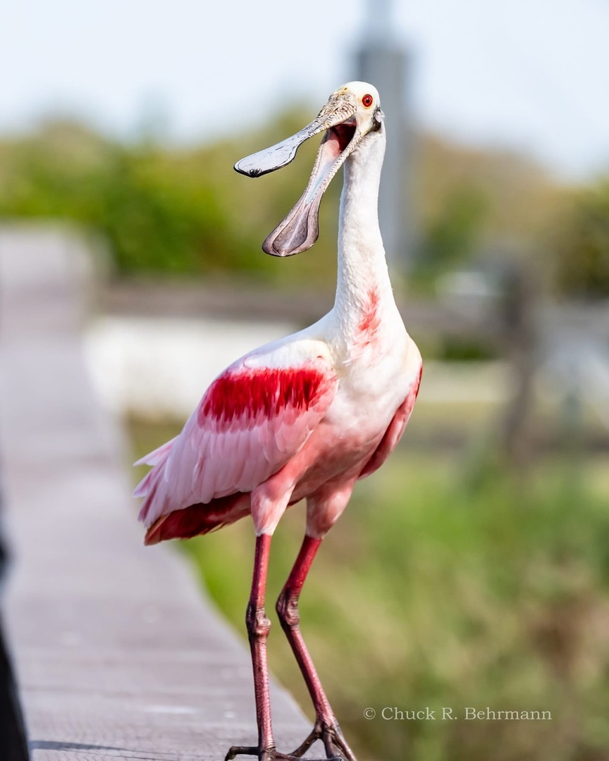 Sarasota Audubon's FLY WILD: Birds, Nature & Exploration - Sarasota Audubon's FLY WILD: Birds, Nature & Exploration