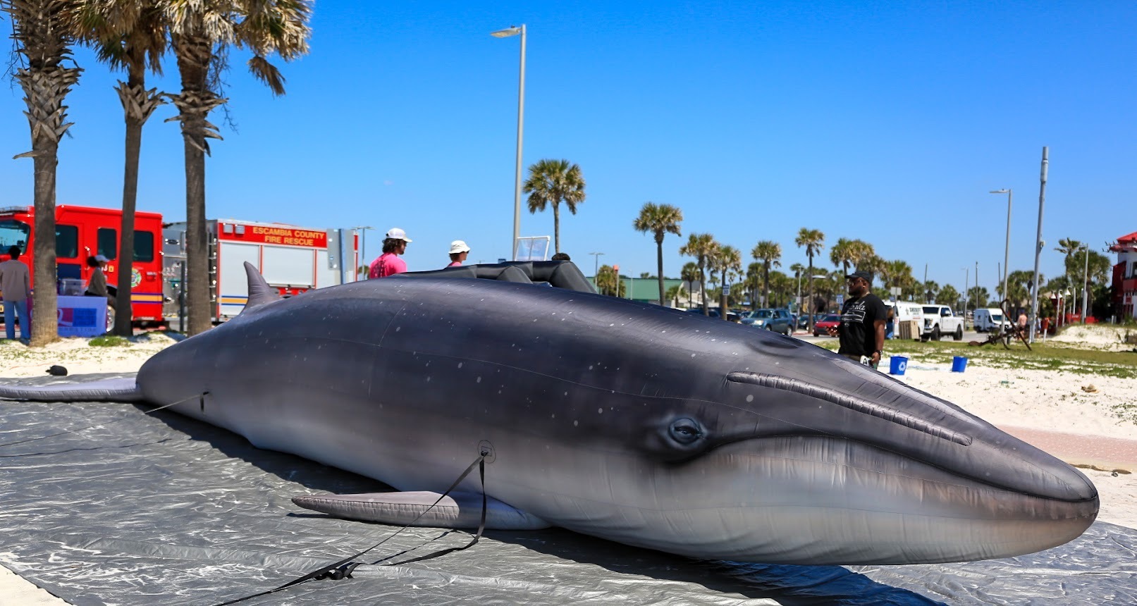 Gulf Coast Whale Festival - Gulf Coast Whale Festival