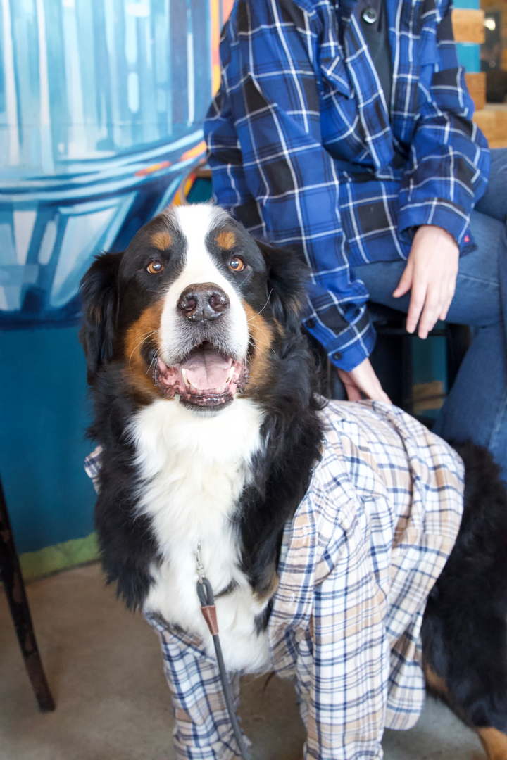 Flannel Fest - Flannel Fest