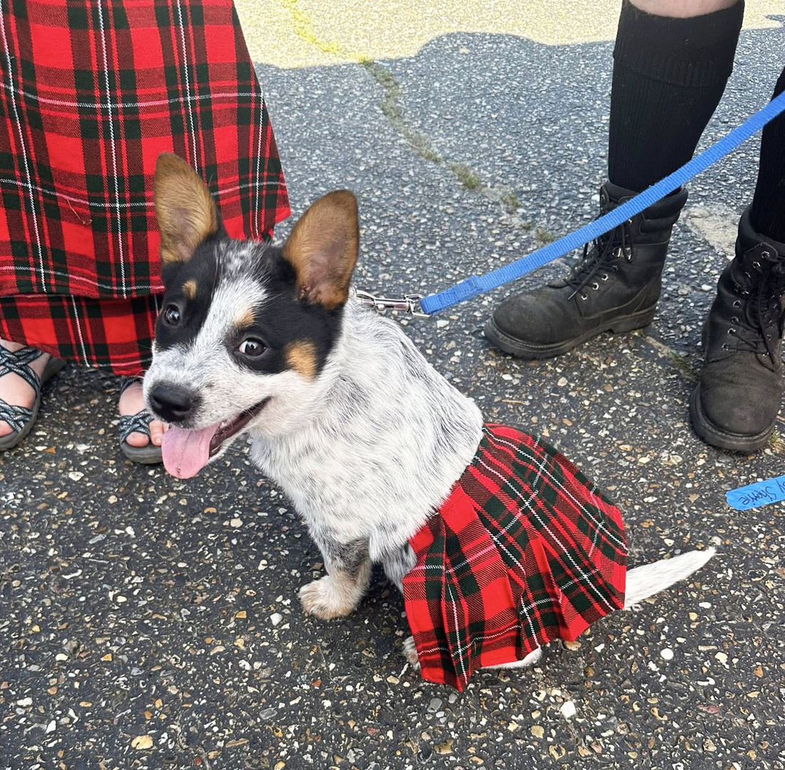 Scottish Tartan Festival - Scottish Tartan Festival