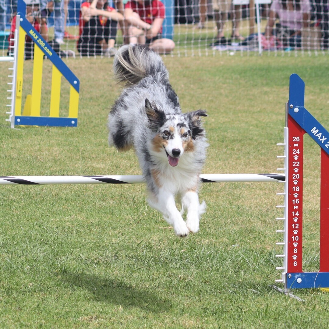 26th Annual Pooch Parade - 26th Annual Pooch Parade